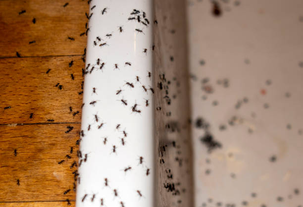 Pest Prevention Services in Rusk, TX